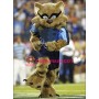 Football Raccoon Mascot Costume