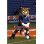 College Football Fox Mascot Costume