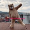 Likable Plush Teddy Bear Mascot Lightweight Costume