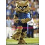 College Raccoon Mascot Costume
