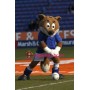 Adult Football Fox Mascot Costume